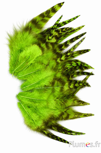 Haan chinchilla - 9-13 cm - lime